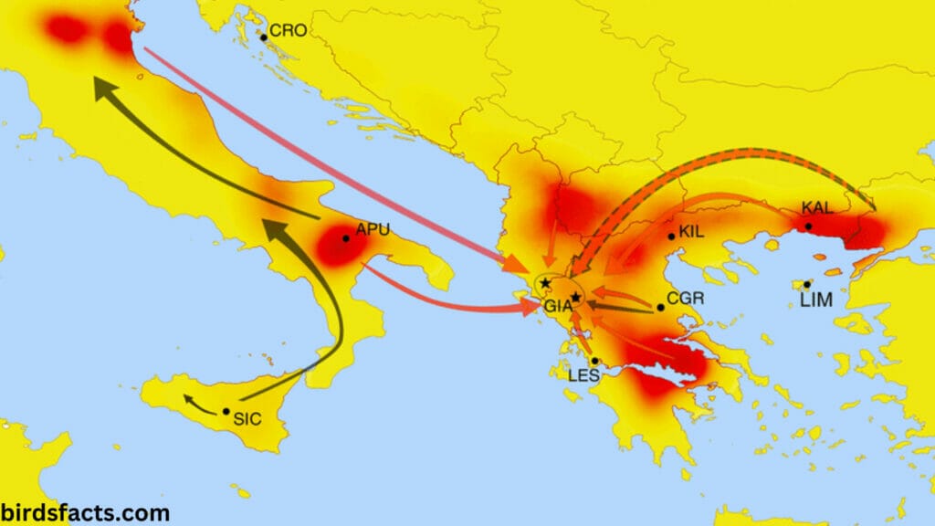 Migration Patterns