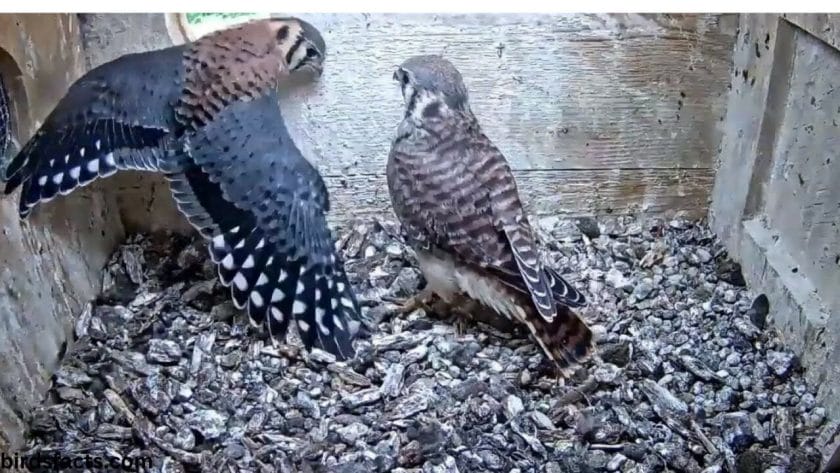 falcon kestral Nests and Nest Building