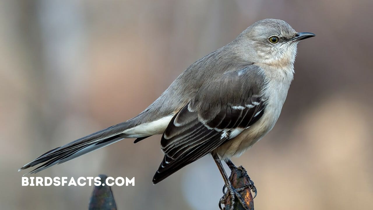 small black bird with white stripes on wings and tail