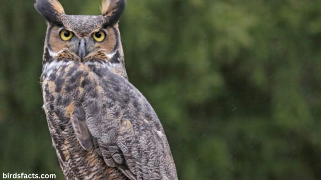 Overview of how owls hear