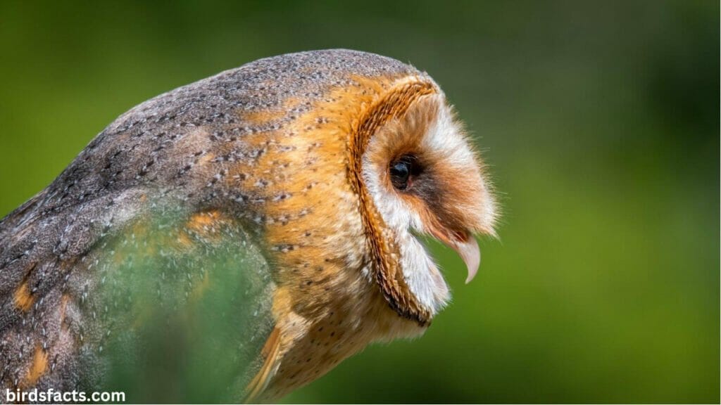 Owl Hearing