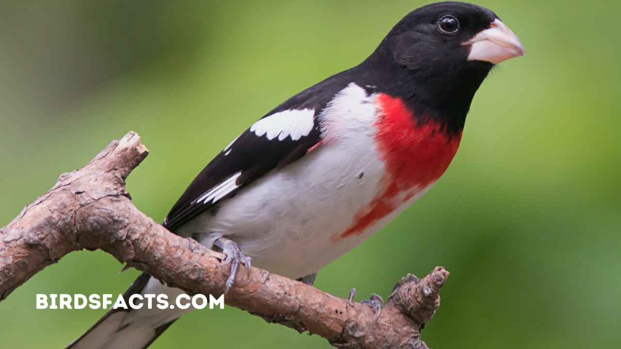 rose breasted grosbeak spiritual meaning