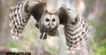 Secrets of a Nearly Silent Flying Bird