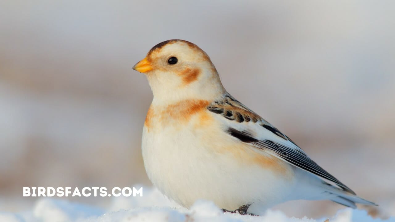 birdsnow florida