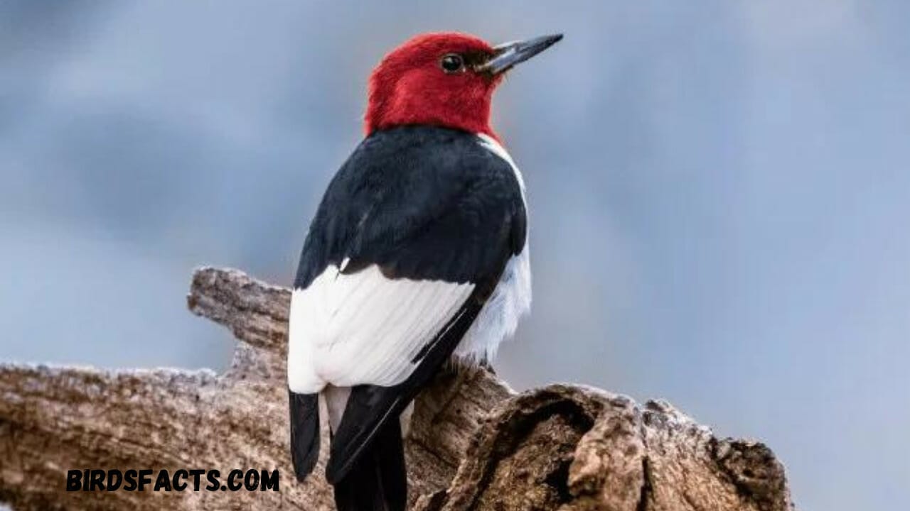 The Diversity of Red-Headed Birds The Diversity of Red-Headed Birds