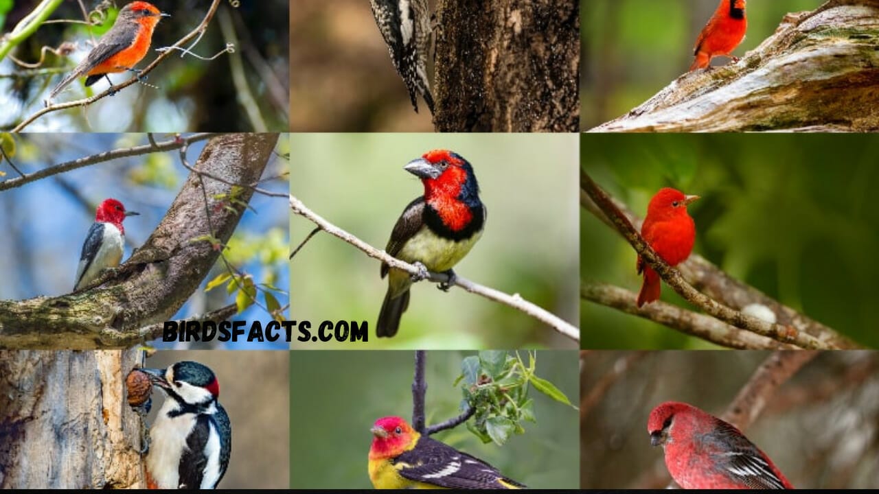 Types of Red-Headed Birds Types of Red-Headed Birds