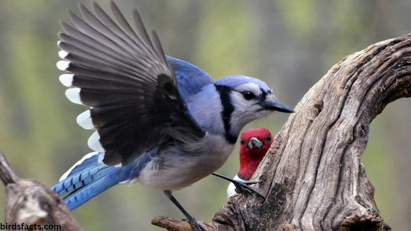 Blue Woodpecker 