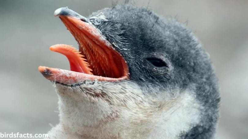 Anatomy of a Penguin's Mouth
