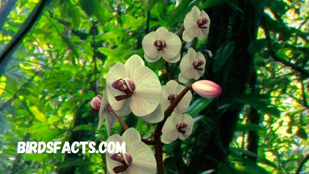 Flower Looks Like Bird Flower Looks Like Bird