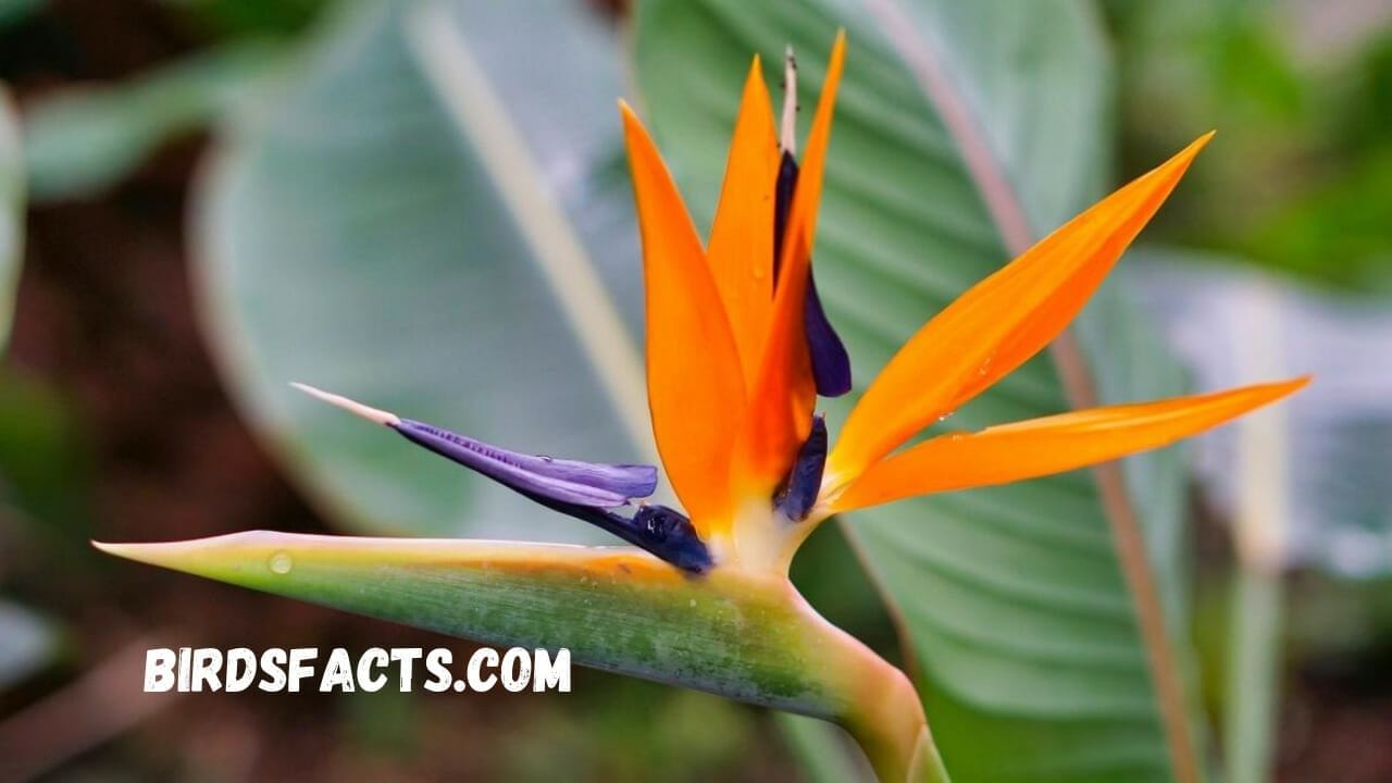 plants that look like birds paradise tree