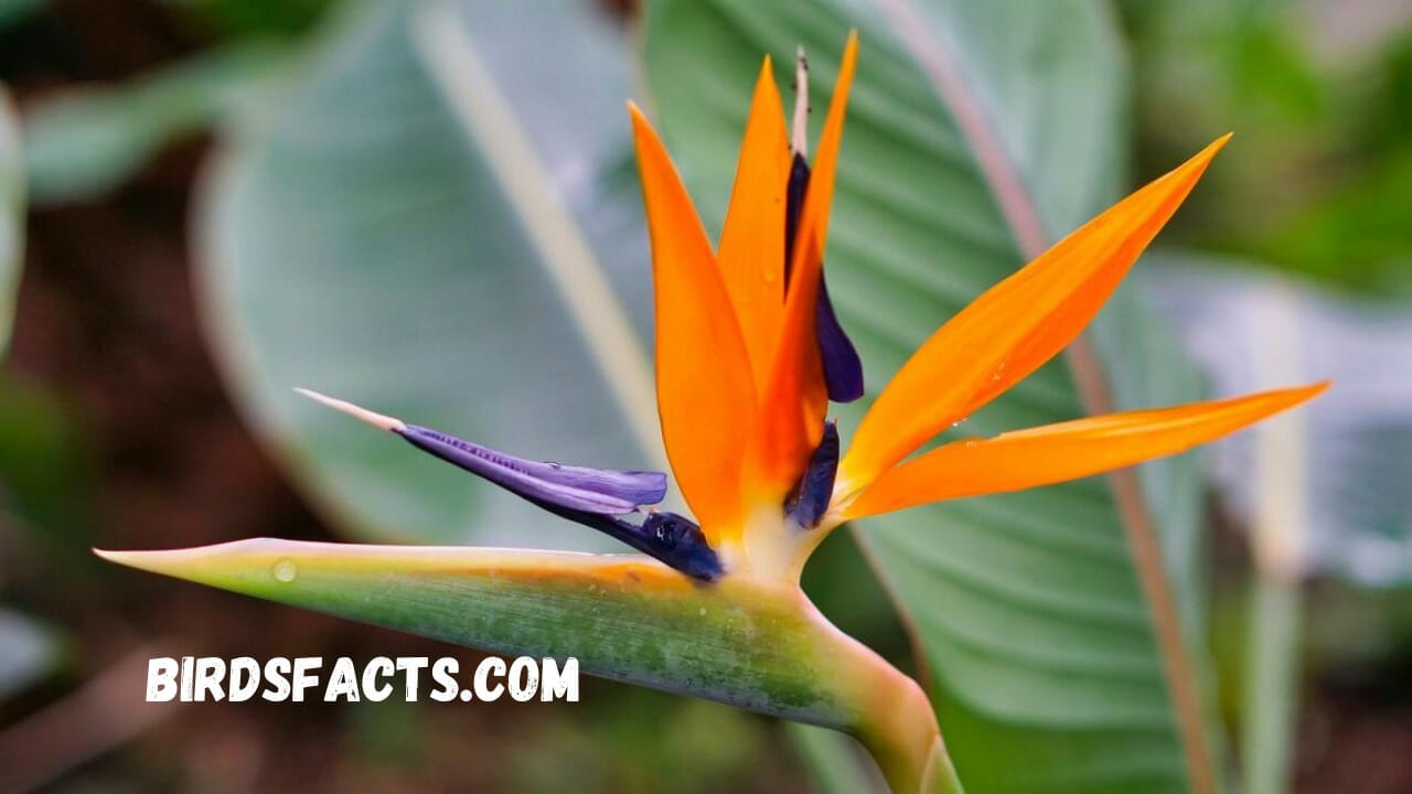 plants that look like birds paradise tree