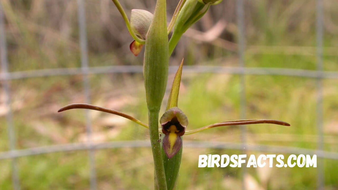 flowers that look like birds