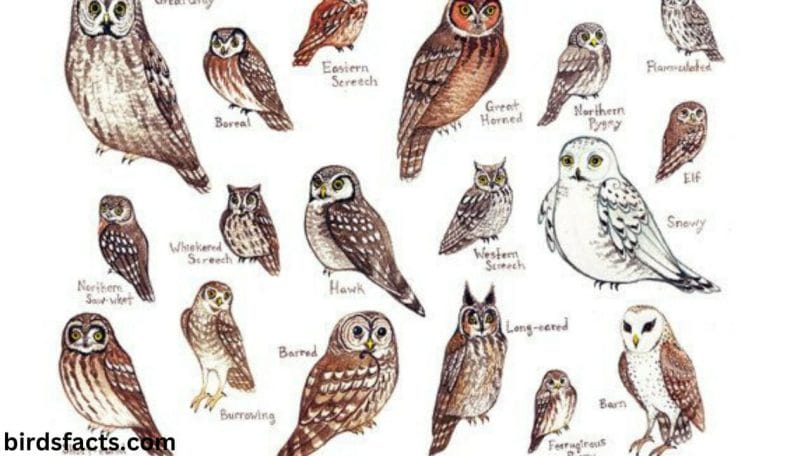 Characteristics for Owls