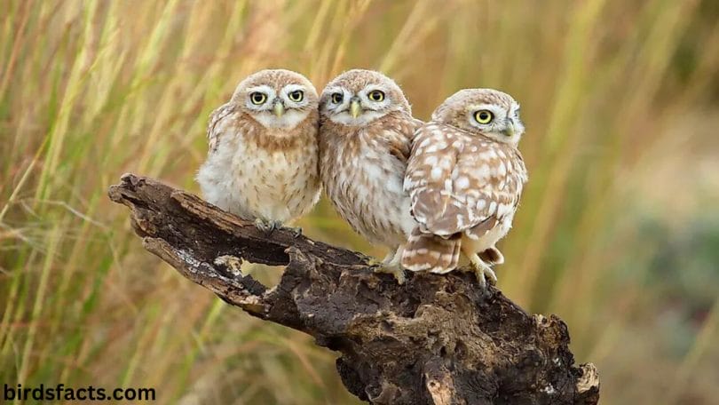what is called a group of owls