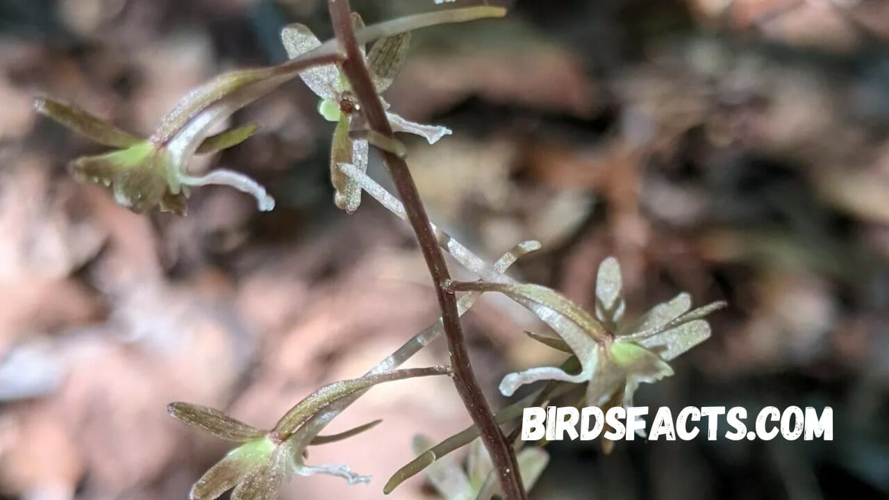 flower that looks like birds