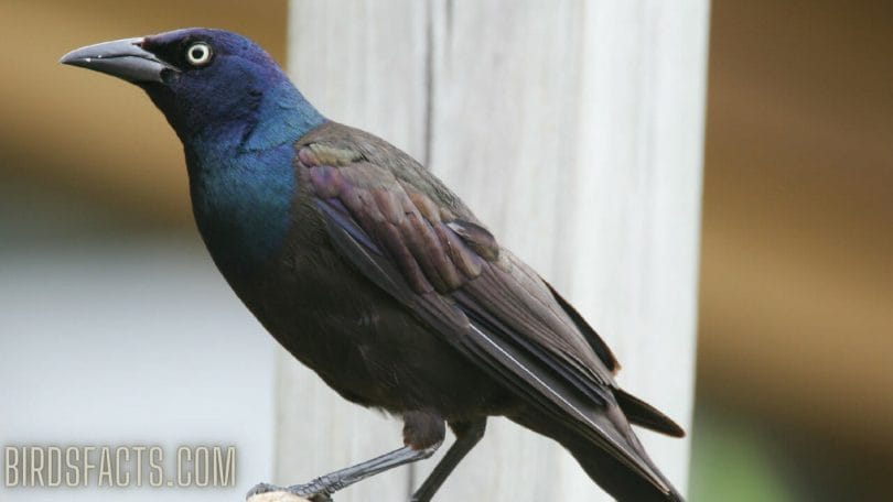 black bird with blue tint