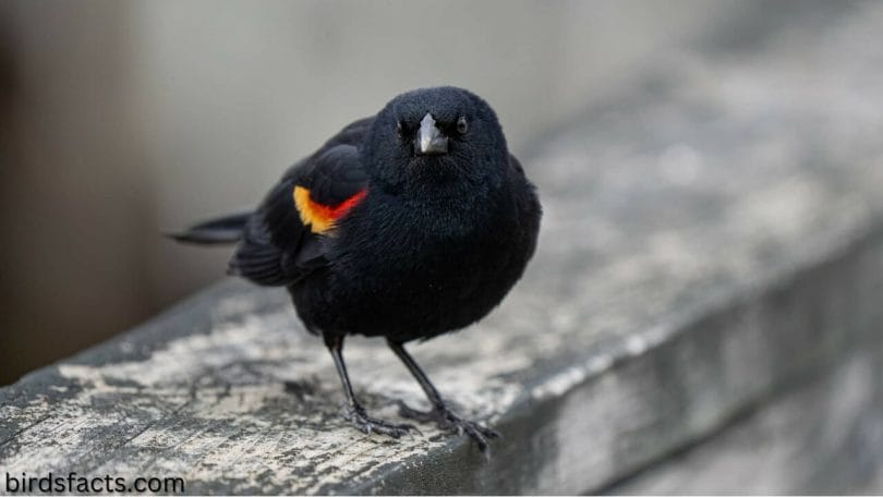 black birds with orange wings
