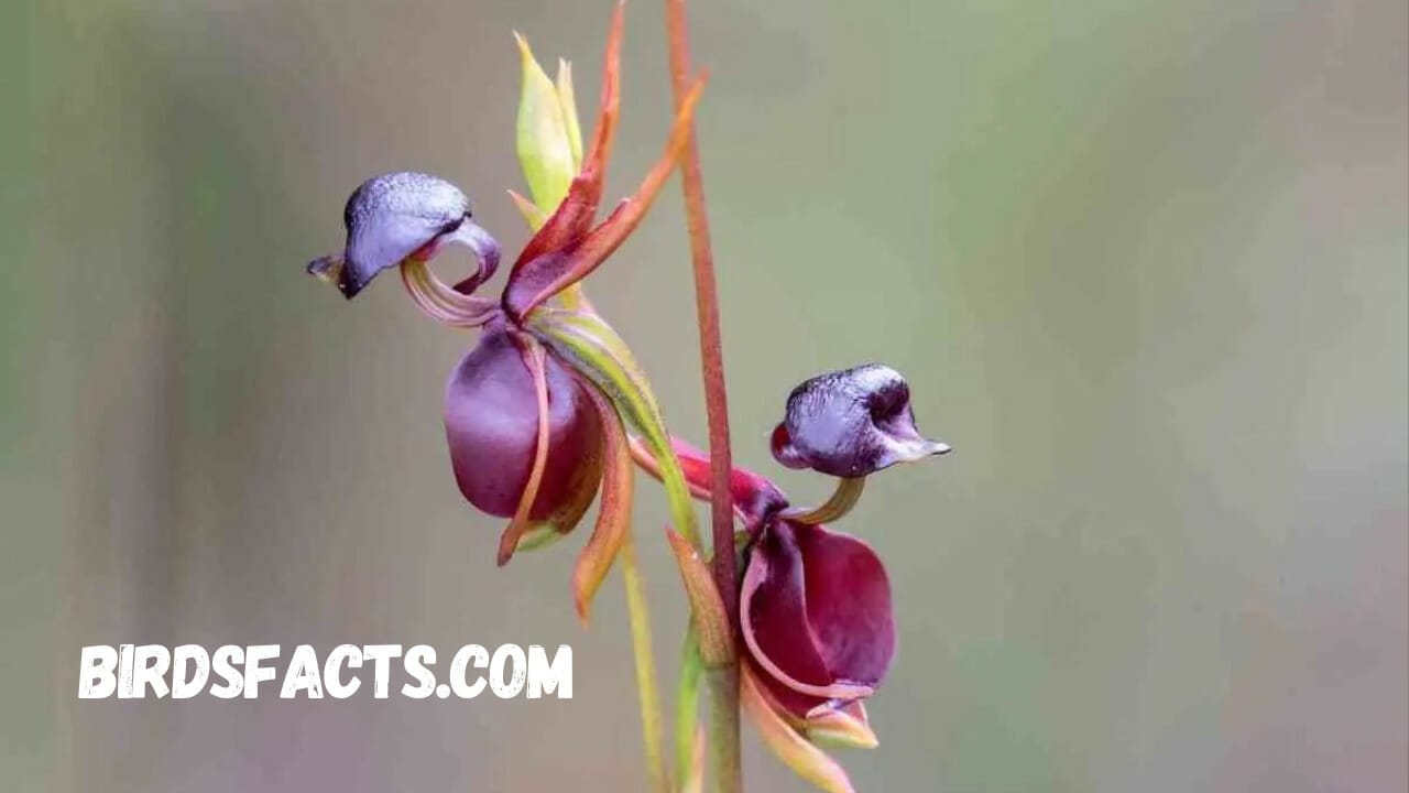 flowers looking like birds