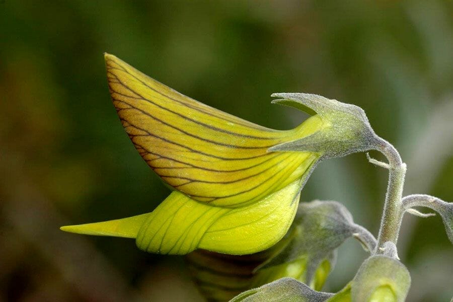 flower looks like bird