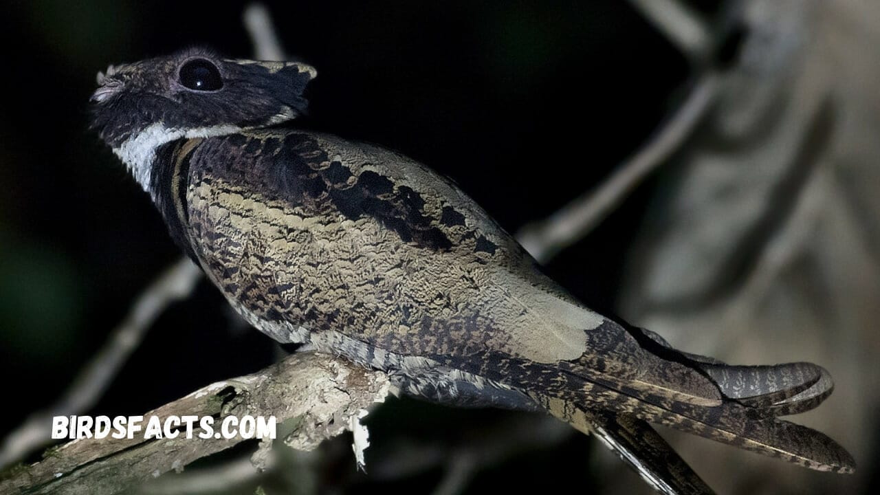 How To Spot A Great Eared Nightjar - A Comprehensive Guide