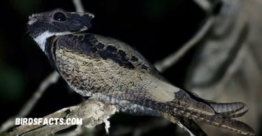 How to Spot a Great Eared Nightjar - A Comprehensive Guide
