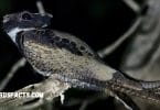 How to Spot a Great Eared Nightjar - A Comprehensive Guide