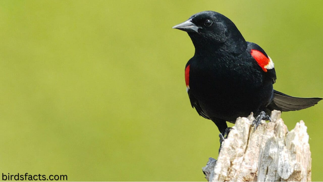 bird black with orange on wing bird black with orange on wing
