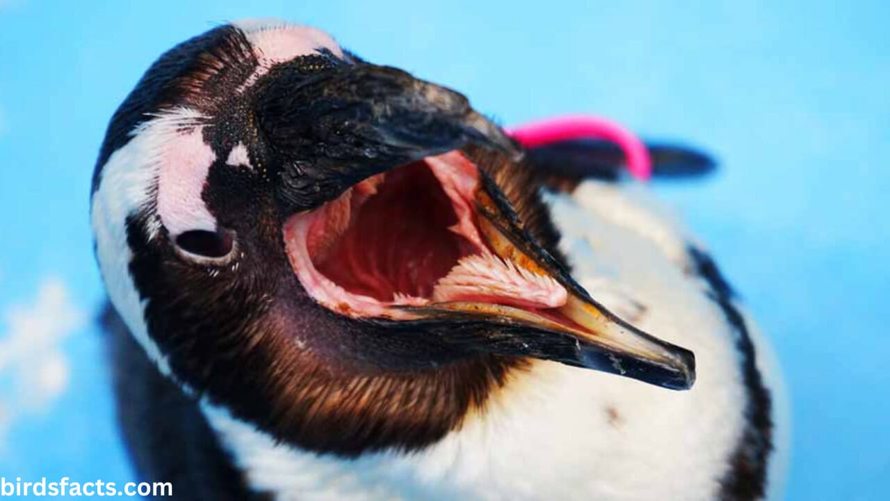 Inside a Penguins Mouth