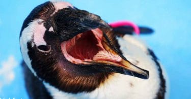 Inside a Penguins Mouth