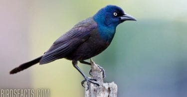 Black Bird With blue Head