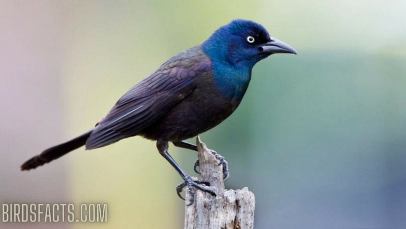 black bird with a blue head