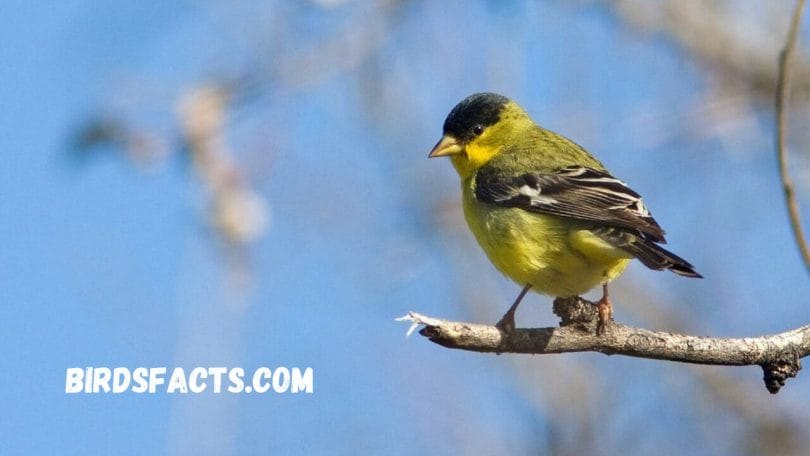 Lesser Goldfinch