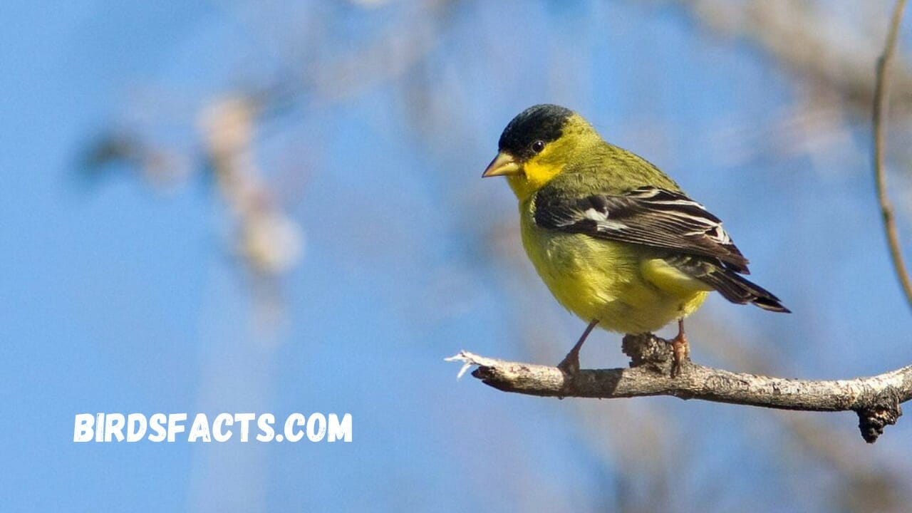 texas finches