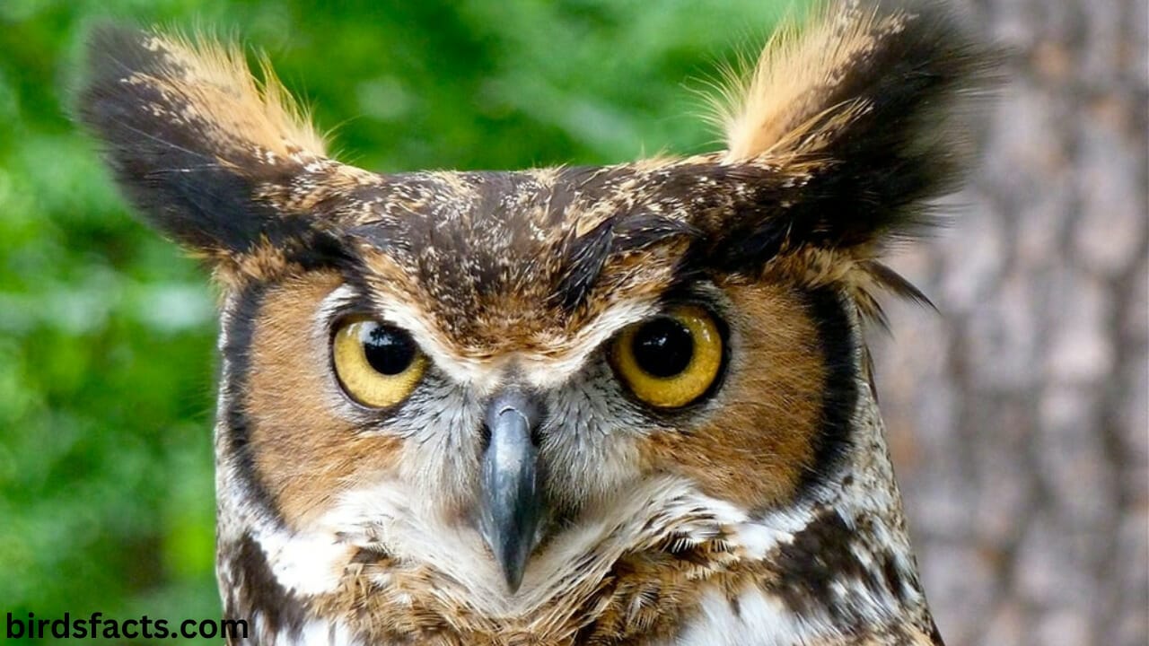 Overview of OwlSpecies