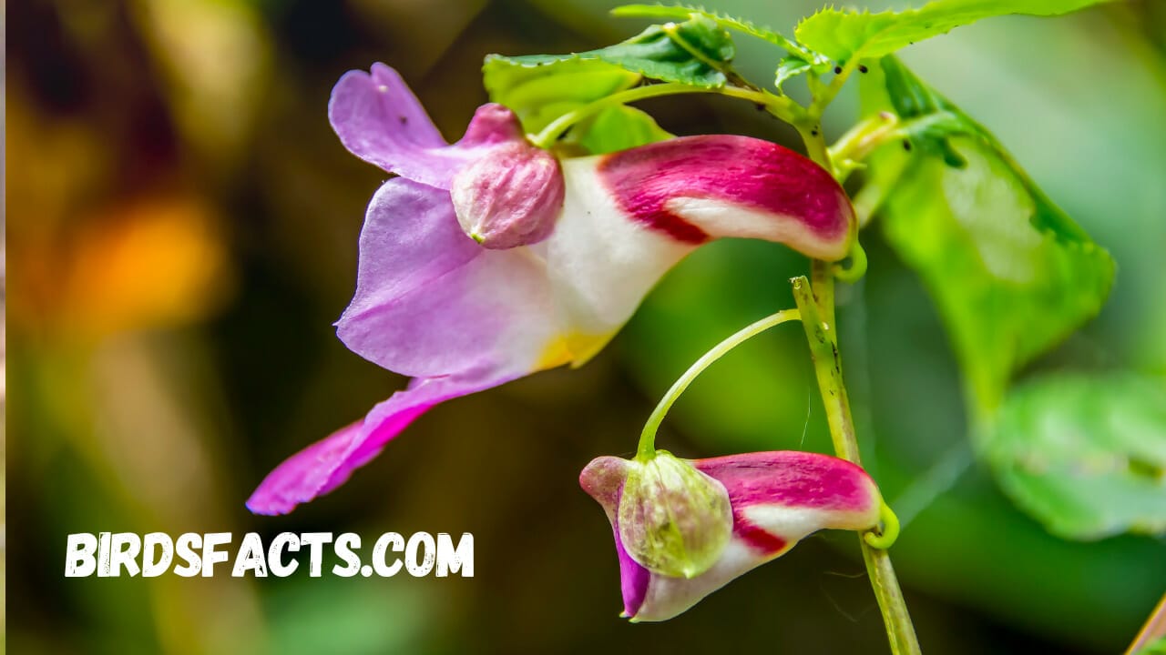 flowers that look like birds