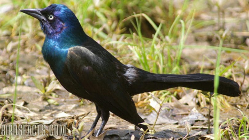 black bird with a blue head