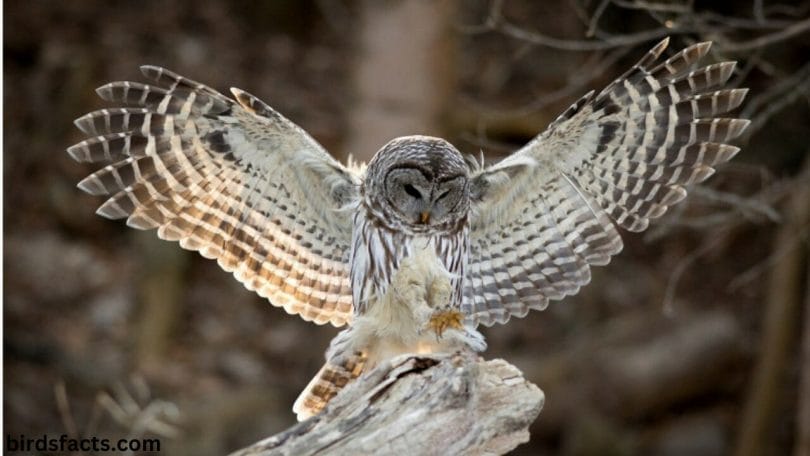 Some Interesting Facts about Owls