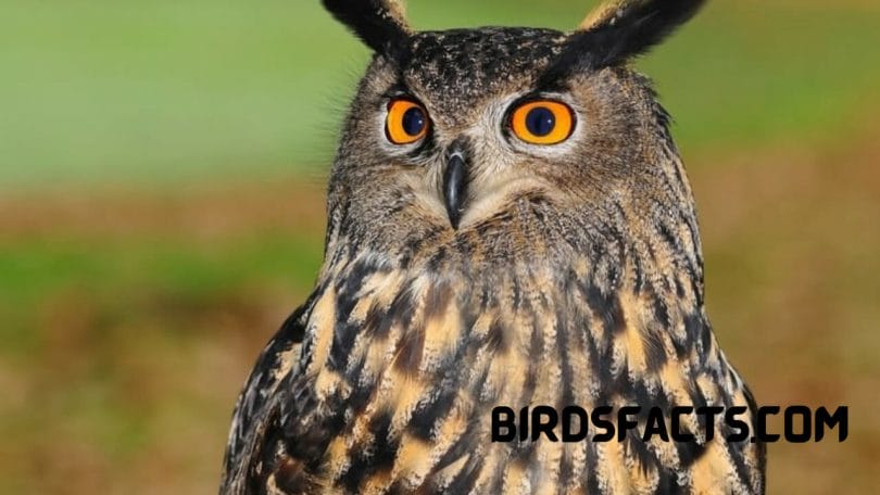 Stygian Owl Red Eyes