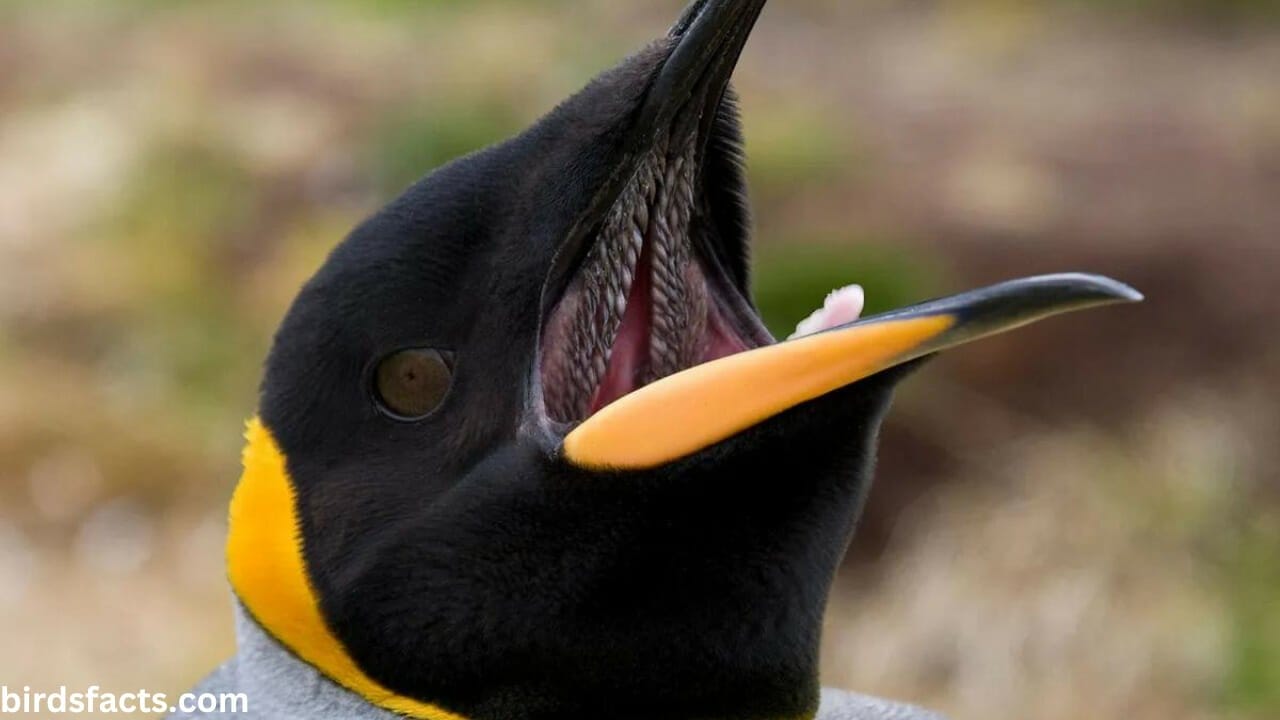 The Different Parts of the Mouth