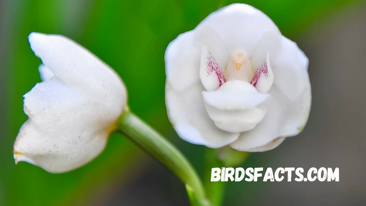 The Dove Orchid