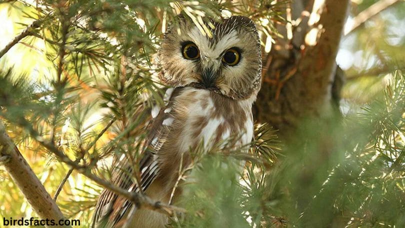 Unusual and Fun Facts about Owls