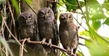 What Is a Group of Owls Called