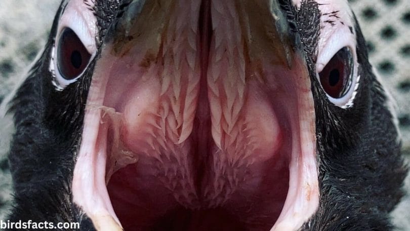What is the Surprising World Inside a Penguin's Mouth?