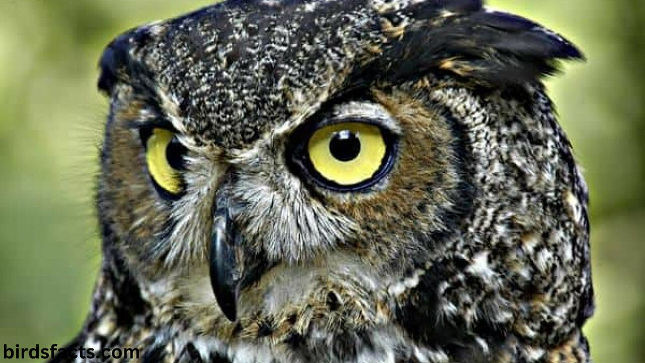 What Is a Group of Owls Called