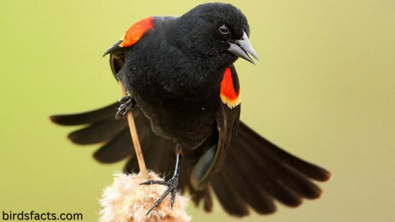 small black bird with orange stripe on wings