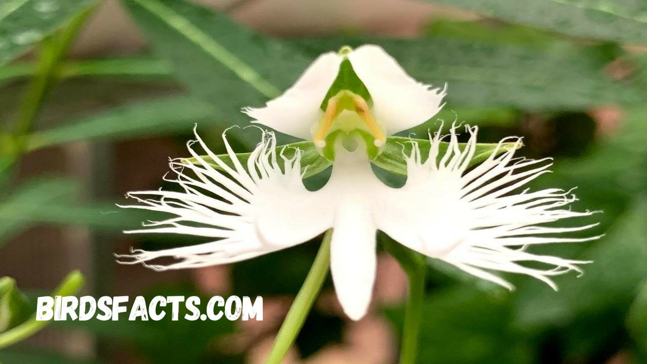 White Egret Flower