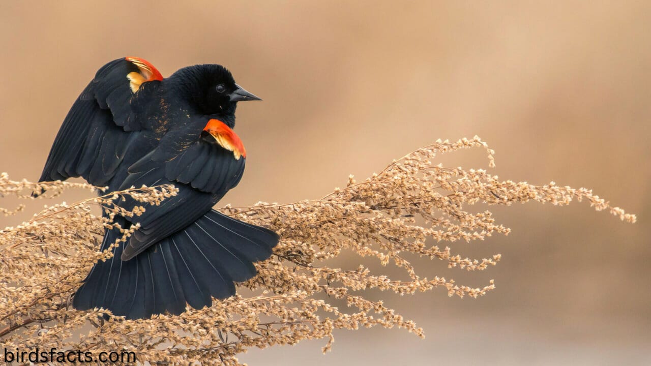 black bird with orange wings