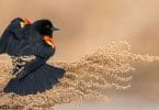 black bird with orange wings