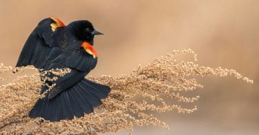 black bird with orange wings
