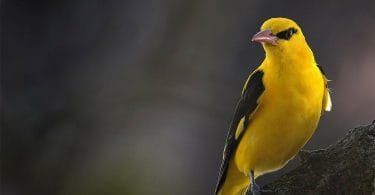 yellow bird with black on wings